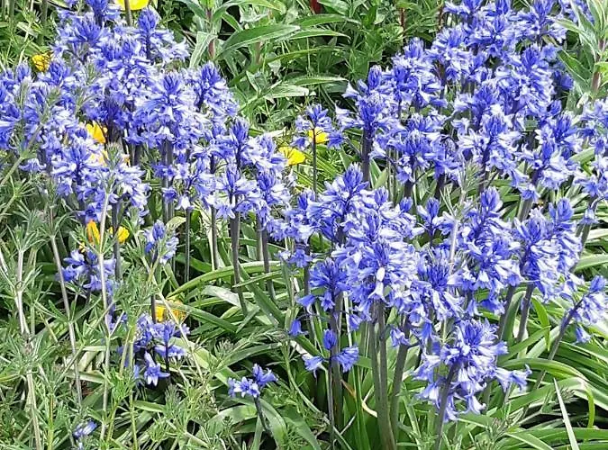 The Bluebell Guest House