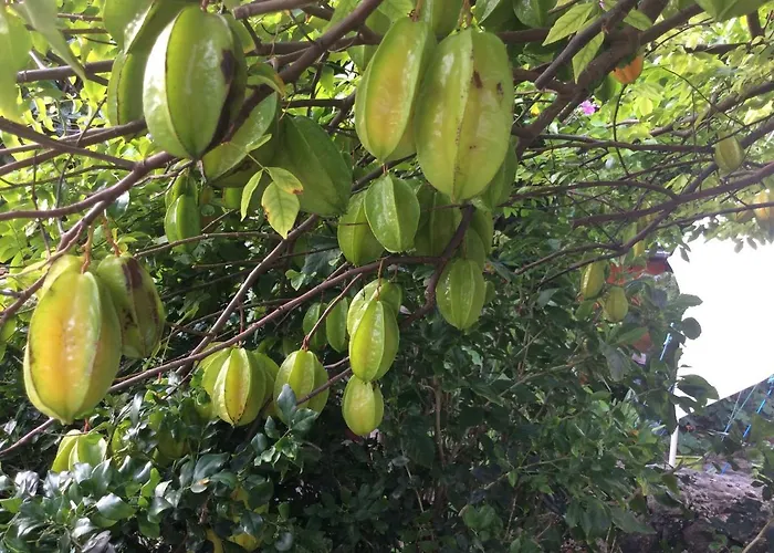 Gîtes dans un jardin