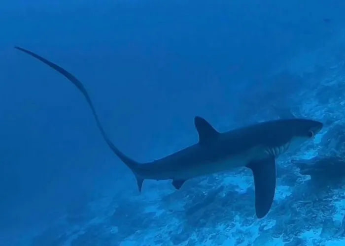 Tiger Shark Residence & Dive