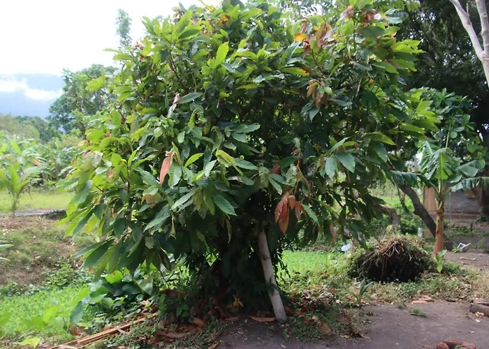 La Sirenita - Ometepe