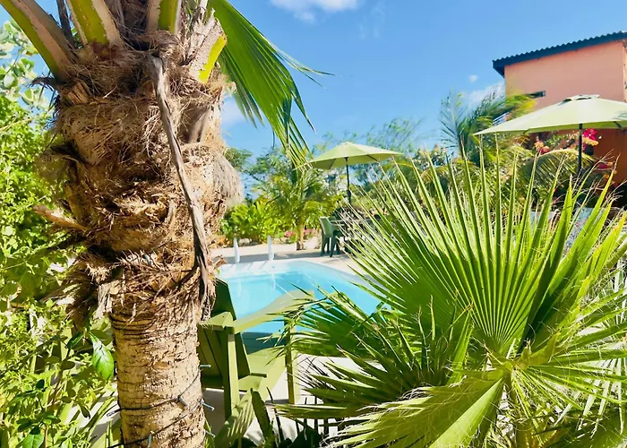 Octopus Tropical Oasis