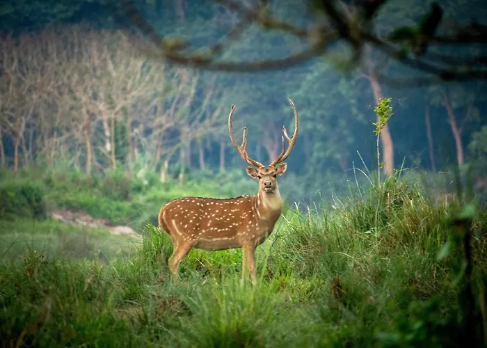 Hotel Tree Tops- A Serene Friendly Hotel In Sauraha
