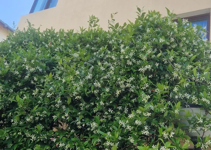 Flowers Apartments