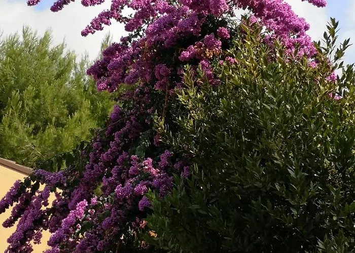 La Buganvilla