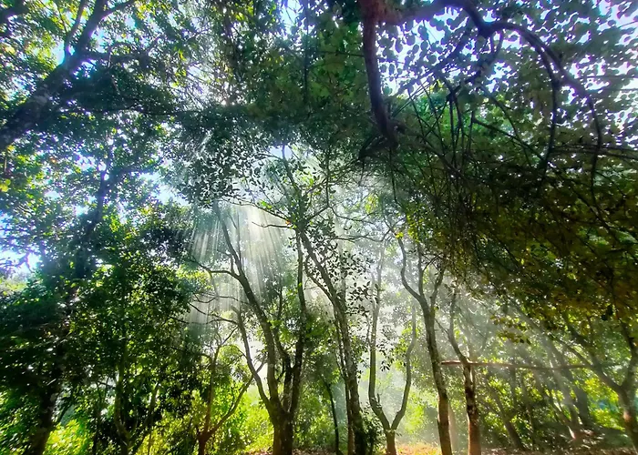 Dhupchaya Nature Retreat