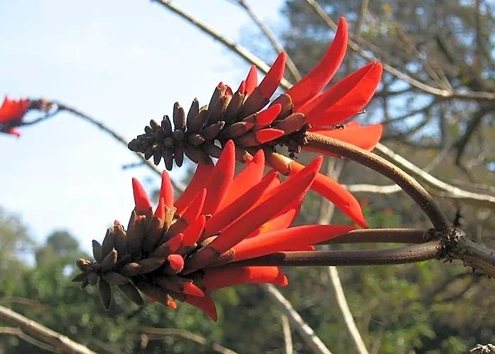 Coral Tree Colony Bed & Breakfast