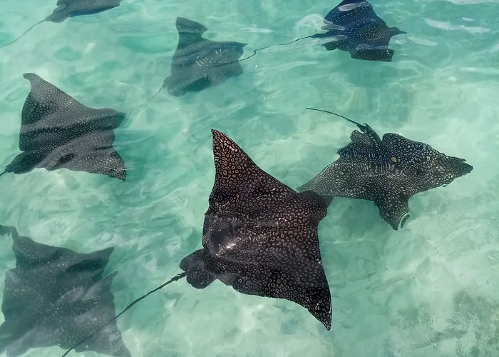 Moorea Island Beach Hotel