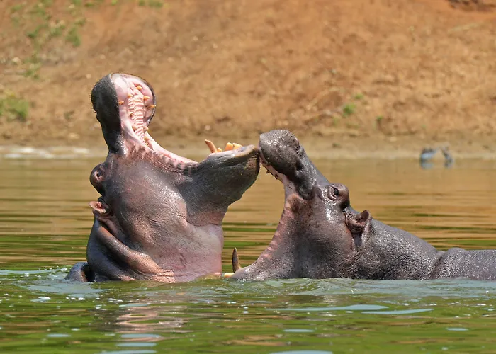 Buffalo Safari Lodge