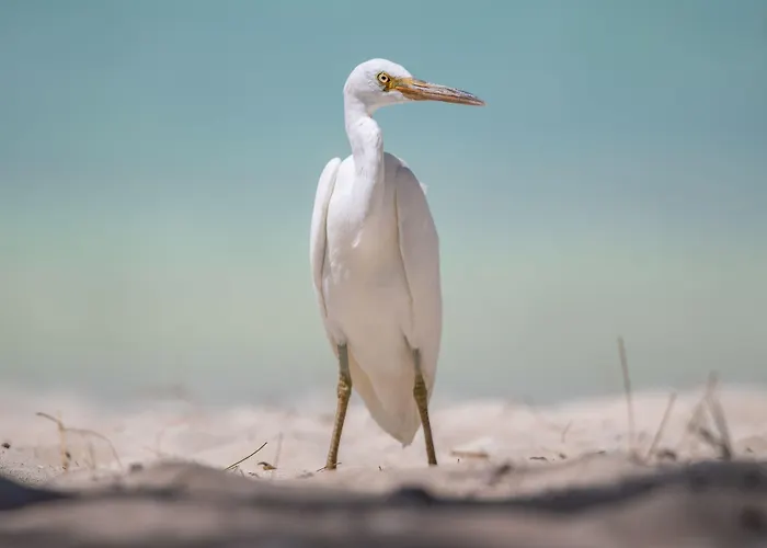 Heron Island
