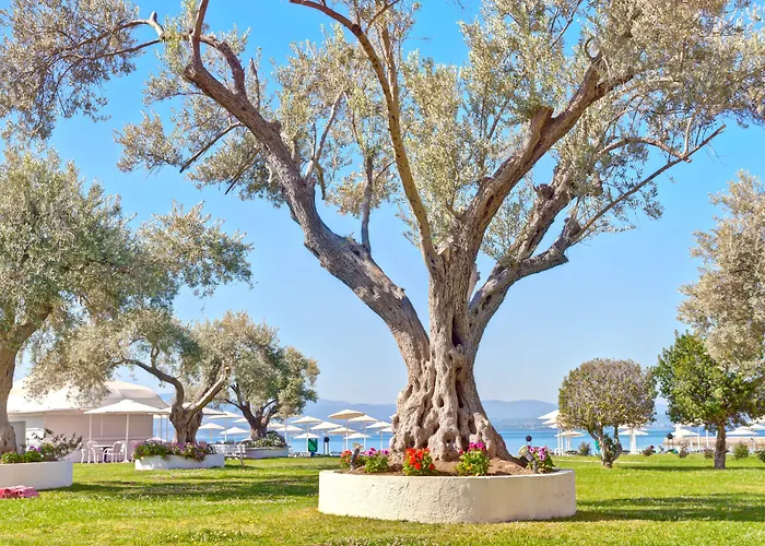 Palmariva Beach Hotel By Anayia All Inclusive Resorts