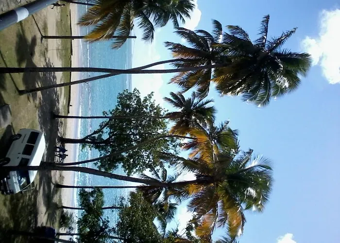 Palm View